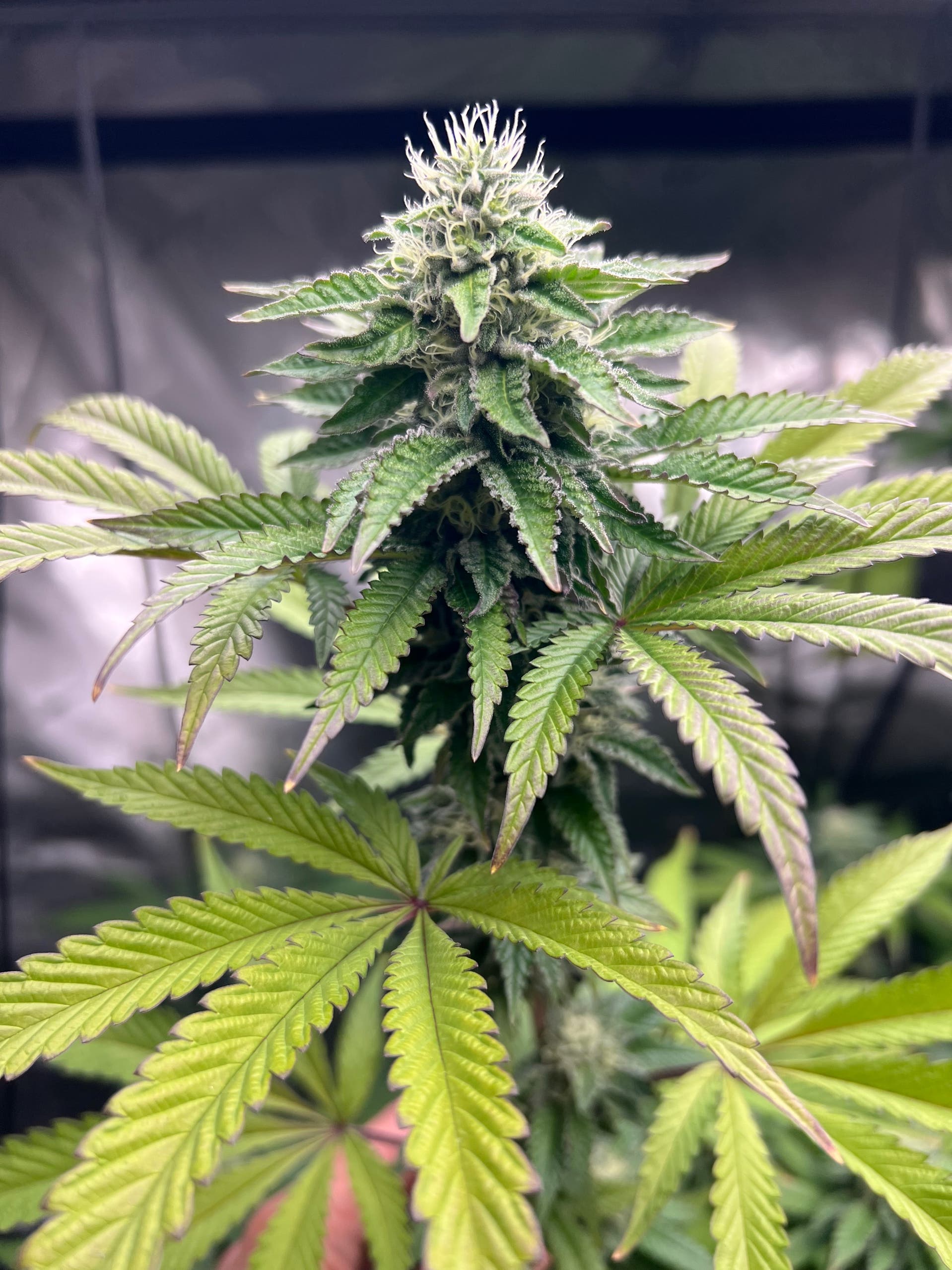 helpful links for more cannabis education